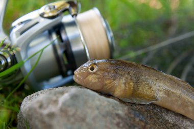 Tatlı su bullhead balık görünümü kapatın veya kaya balığı balık jus yuvarlak