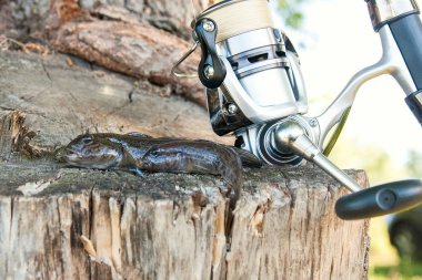 İki tatlı su bullhead balık veya yuvarlak kaya balığı sadece üzerinden alınan balık 