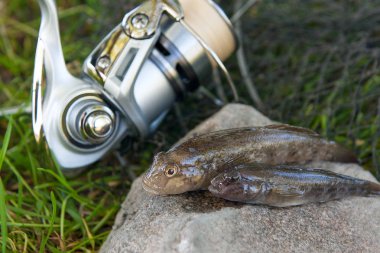 İki tatlı su bullhead balık veya yuvarlak kaya balığı sadece üzerinden alınan balık 