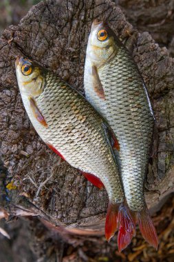 İki ortak rudd balık görünümü doğal vintage ahşap adam '