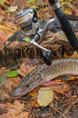 Bir ahşap kenevir ve olta ile tatlı su pike balık yatıyor 