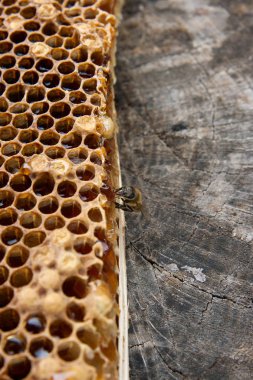 Tatlı tatlım ile petek üzerinde çalışma arı görünümü kadar kapatın