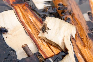 Arılar içme suyu yaz