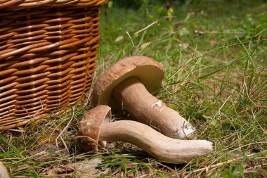 Birkaç porcini mantar (Boletus mantarı, cep, penny çörek, porci