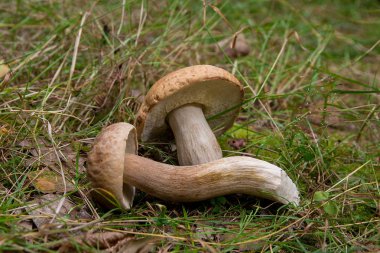 Porcini mantar (Boletus mantarı, cep, penny topuz, Fly'dan grup