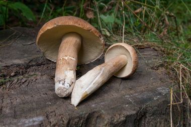 Birkaç porcini mantar (Boletus mantarı, cep, penny çörek, porci