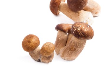 Boletus mantarı wh izole olarak bilinen birkaç porcini mantar