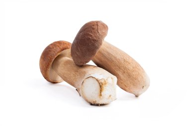 Boletus mantarı beyaz b izole olarak bilinen iki porcini mantar