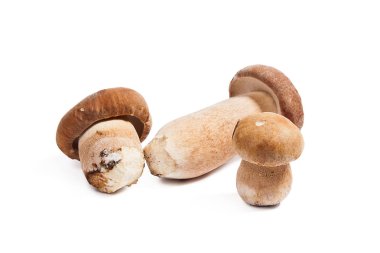 Boletus mantarı wh izole olarak bilinen birkaç porcini mantar