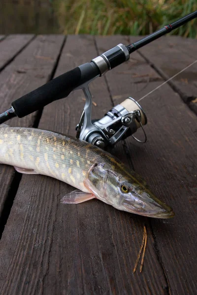 Freshwater pike and fishing equipment lies on wooden background.