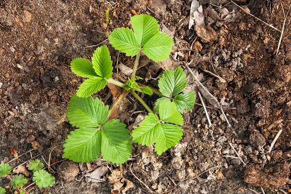 Bahar zaman bahçede çilek genç yaprakları