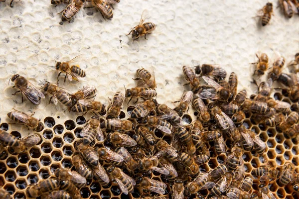 忙碌的蜜蜂，关闭了蜂窝工作蜜蜂观. — 图库照片