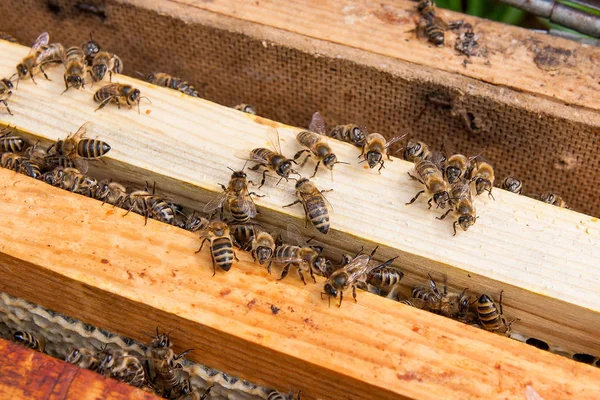 Nahaufnahme der Bienen, die auf einer Wabe schwärmen — Stockfoto