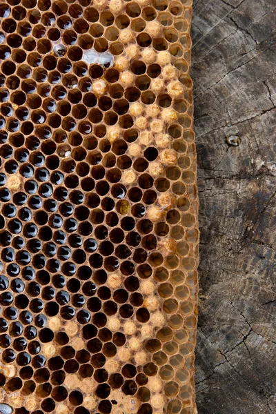 ヴィンテージ背景に蜂蜜とハニカムのビューをクローズ アップ — ストック写真