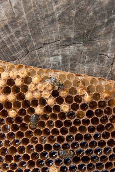 Закрыть вид на работающую пчелу на медовой гребешок со сладким гоном — стоковое фото