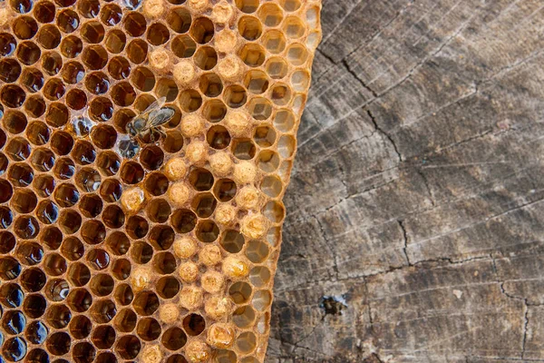 På nära håll beskåda av arbetande biet på honeycomb med söt hon — Stockfoto