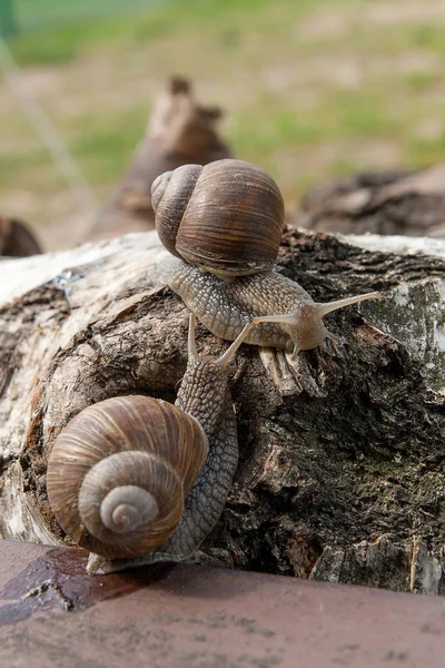 两个大勃艮第蜗牛 （螺旋，罗马蜗牛、 食用蜗牛、 escar — 图库照片