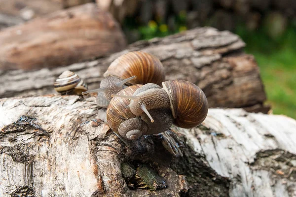 큰 부르고뉴 달팽이 (나선, 로마 달팽이, 식용 달팽이의 그룹, — 스톡 사진