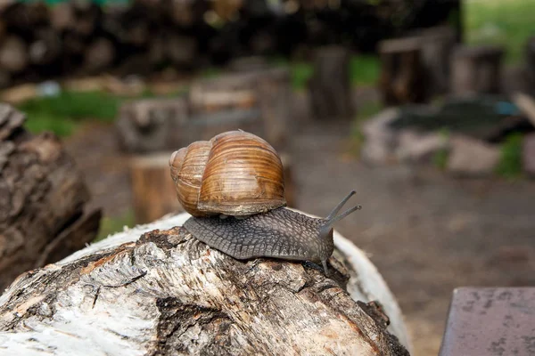 Lumaca di Borgogna (Helix, lumaca romana, lumaca commestibile, escargot) craw — Foto Stock