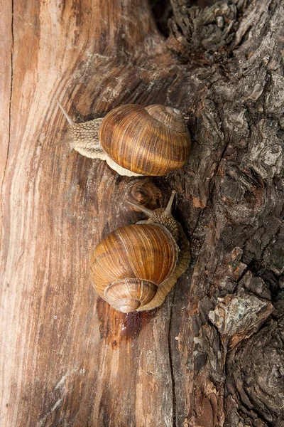 两个勃艮第蜗牛 （螺旋，罗马蜗牛、 食用蜗牛，蜗牛) — 图库照片