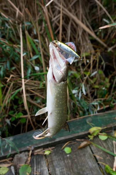 Vista da vicino di grande luccio d'acqua dolce con esca da pesca in bocca . — Foto Stock