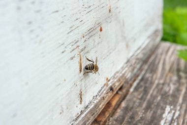 Arı kovanı, arı kovanı girişinde birkaç arılar