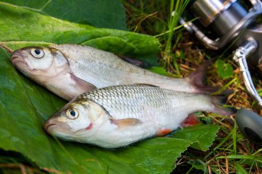 Tatlı su ortak çipura ve AK balık olta ile balık 