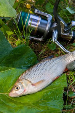 AK balık Balık ve olta ile reel görünümü 
