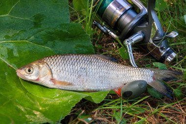 AK balık Balık ve olta ile reel görünümü 