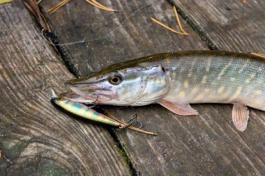 Büyük tatlı su pike balıkçılık yem içinde ağız ile görünümünü kapat 