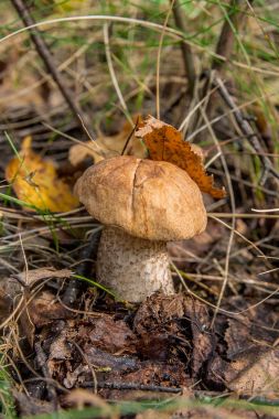 Bir yeşil yosun büyüyen orman mantar kahverengi kap çörek