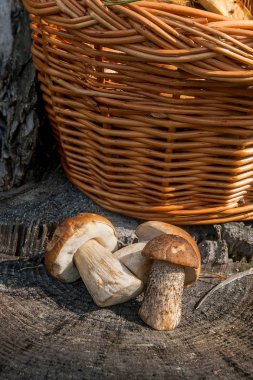 Kahverengi kap çörek mantar (Boletus badius) ve porcini grup