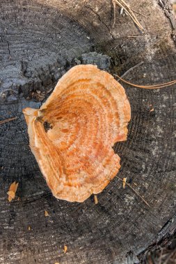 Doğal ahşap zemin üzerinde bir safran süt Cap