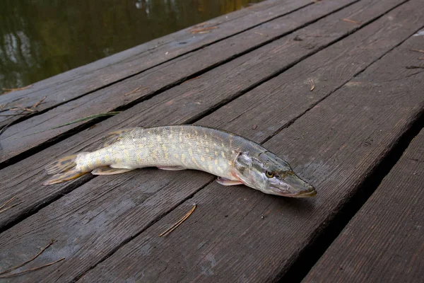 Freshwater pike fish on vintage wooden background. — Stock Photo, Image