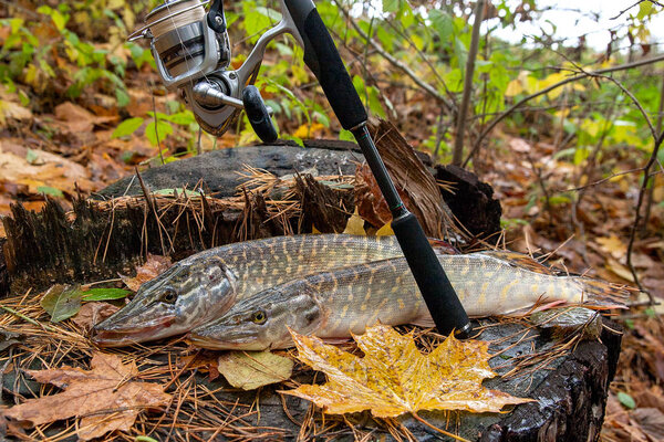 Рыба-щука лежит на деревянной конопле и удочке с
 