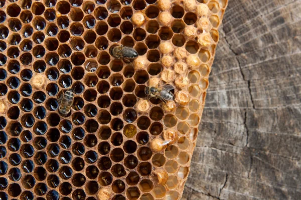 På nära håll beskåda av arbetande biet på honeycomb med söt hon — Stockfoto