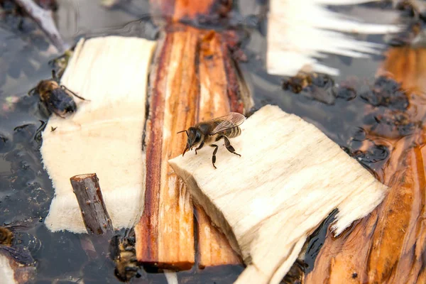 Abelhas bebendo água no verão — Fotografia de Stock