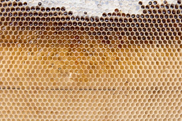 Närbild bild av honeycomb med honung som bakgrund — Stockfoto