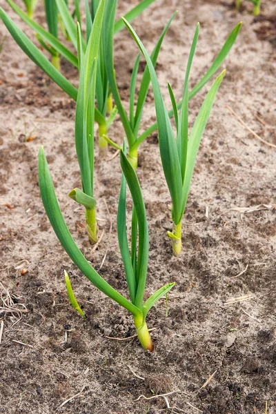 Genç sarımsak bahçede büyüyen yeşil. Bahar hasat. Ben satırları