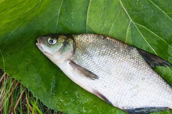 Enkele zoetwatervis gemeenschappelijk brasem op natuurlijke achtergrond — Stockfoto