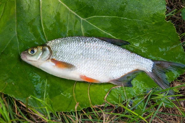 Nahaufnahme der einzelnen Brassen oder Silberfische auf dem na — Stockfoto