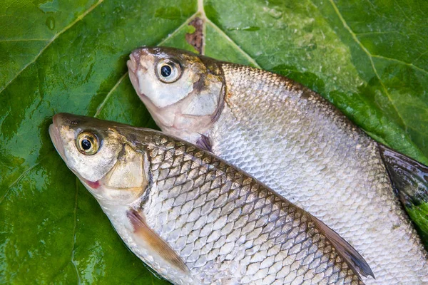 Freshwater common bream and European chub fish on natural backgr — Stock Photo, Image