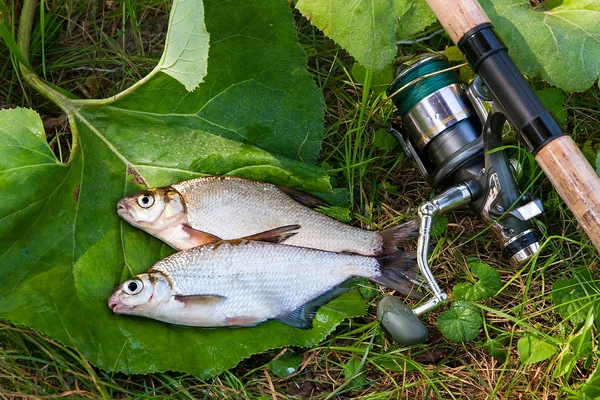 Due pesci d'acqua dolce orata bianca o pesci d'argento con canna da pesca — Foto Stock