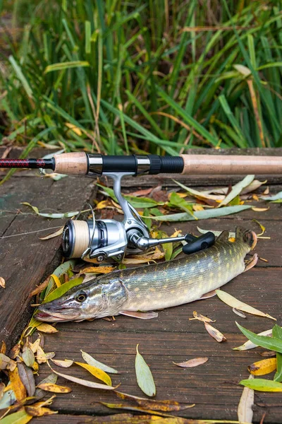 Freshwater pike and fishing equipment lies on wooden background