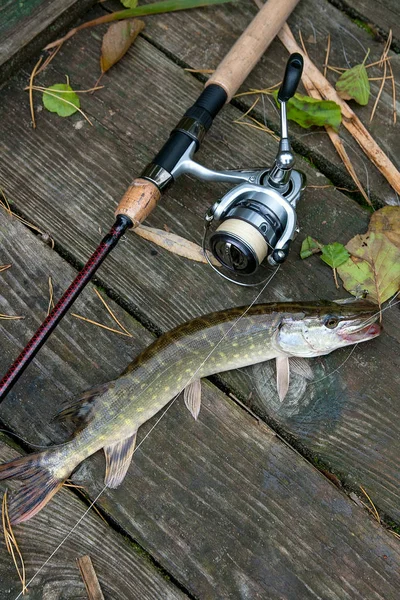 Freshwater pike and fishing equipment lies on wooden background