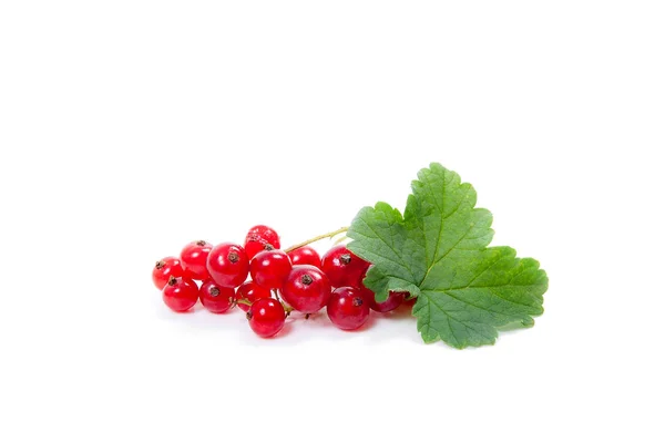 Red currant berry isolated on white. A bunch of red currant — Stock Photo, Image