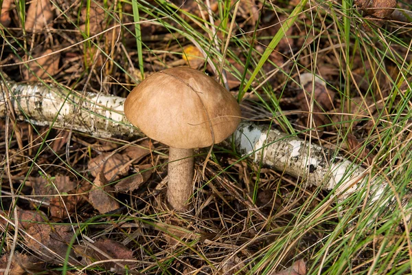 Bos paddestoelen bruin GLB bronskleurig groeien in een groene mos — Stockfoto