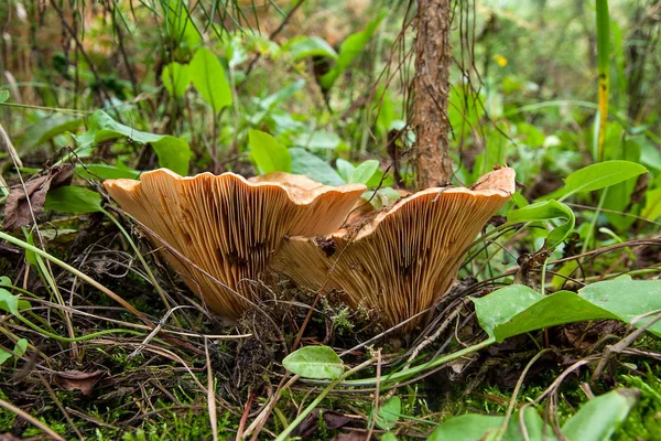 Forest mushrooms Saffron Milk Cap growing in a green moss.