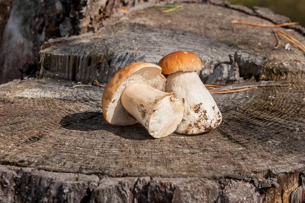 Ομάδα που συγκομίζονται πορτσίνι (Boletus edulis, ωίδιο ή — Φωτογραφία Αρχείου