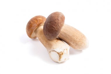 Boletus mantarı beyaz b izole olarak bilinen iki porcini mantar